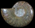 Flashy Red Iridescent Ammonite - Wide #52363-1